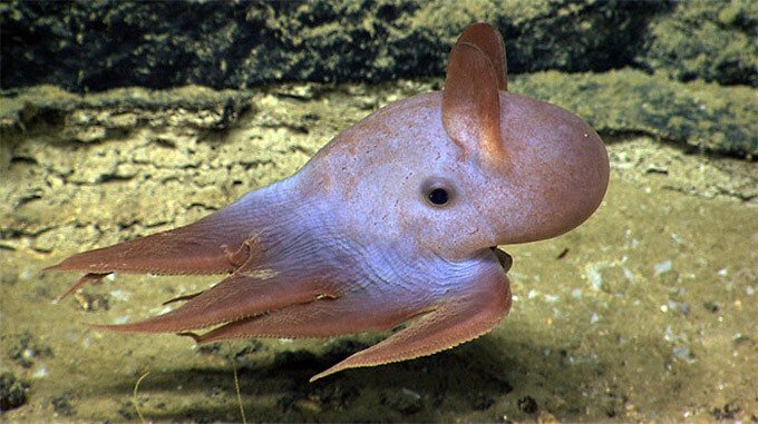 Los Animales más Extraños del Mundo