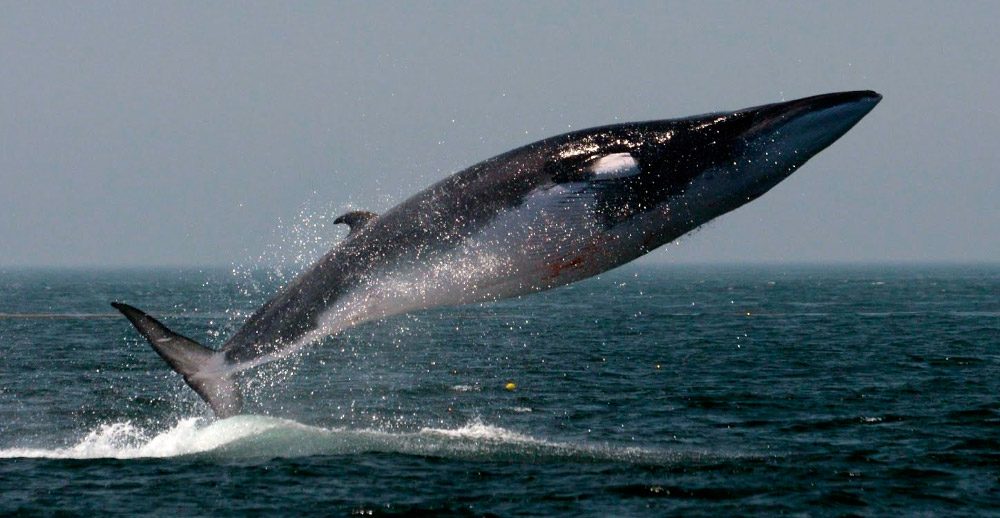 El Rorcual, curioso animal marino
