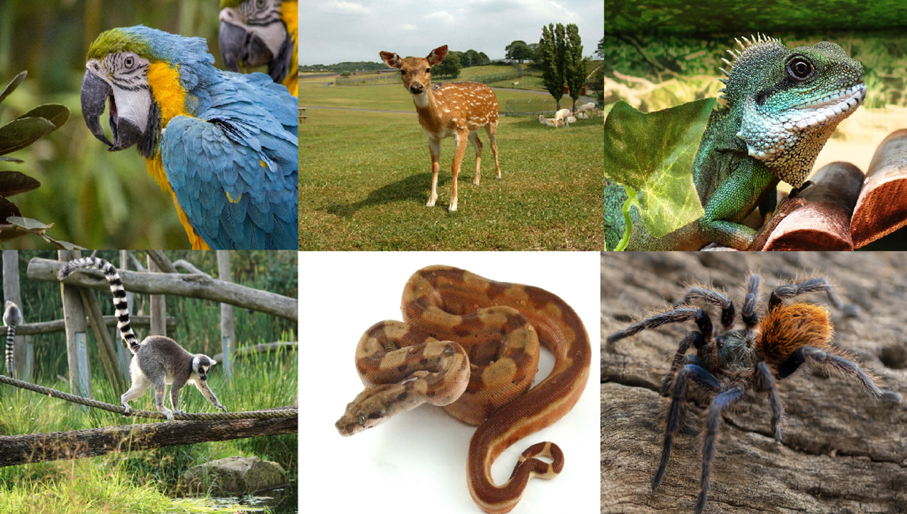 Recopilación de las 5 mascotas más exóticas