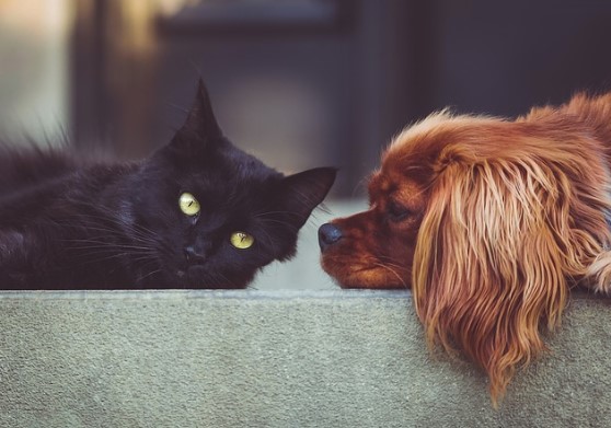 aspectos para mantener la salud de los animales