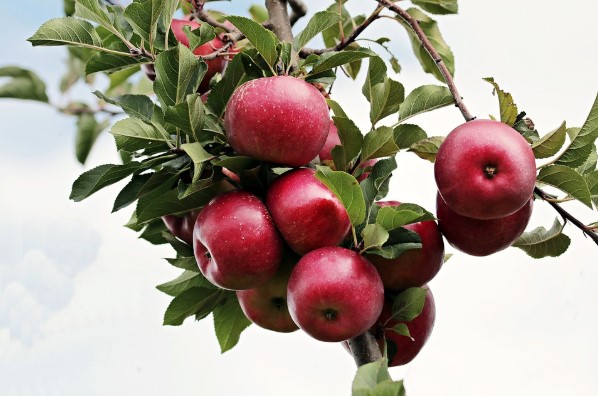 manzanas para la salud