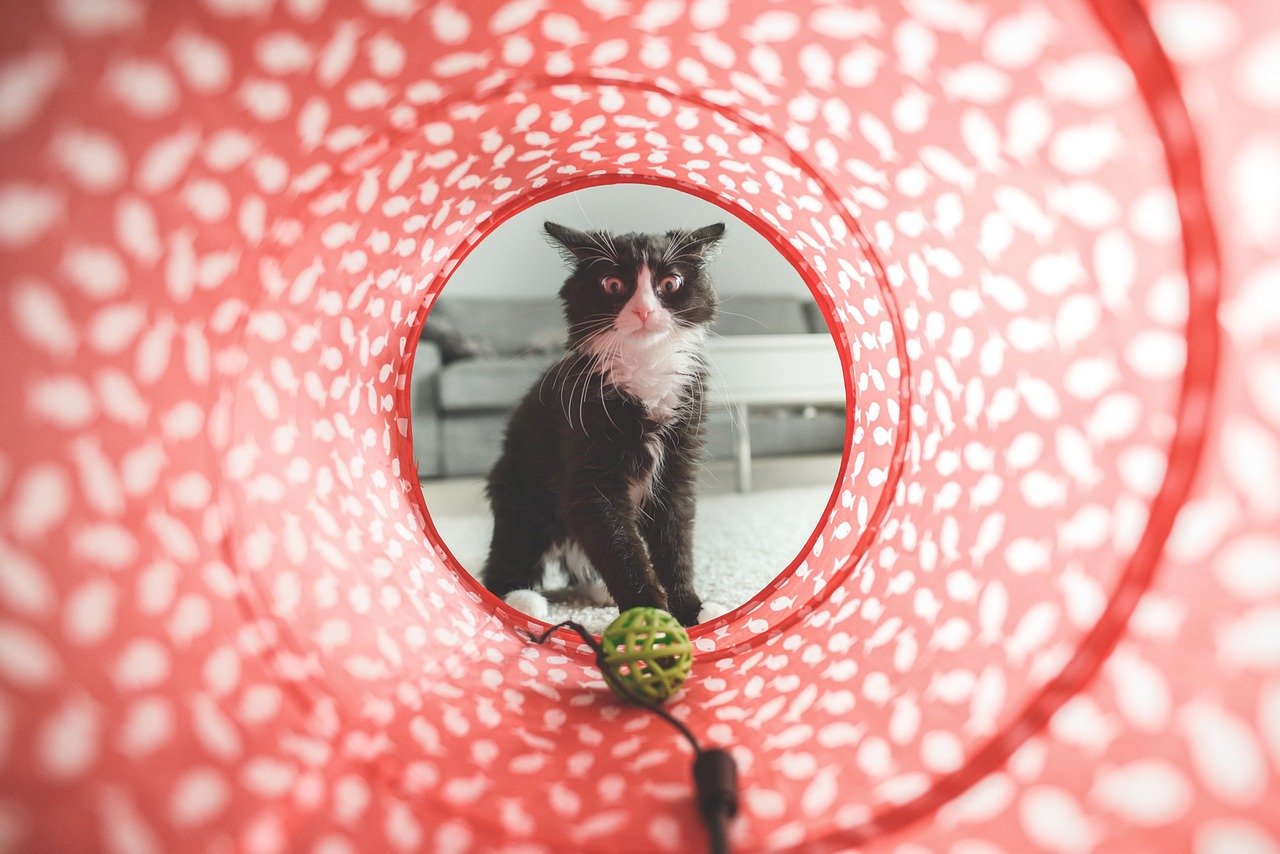 Cómo hacer juguetes para gatos