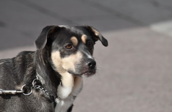perro