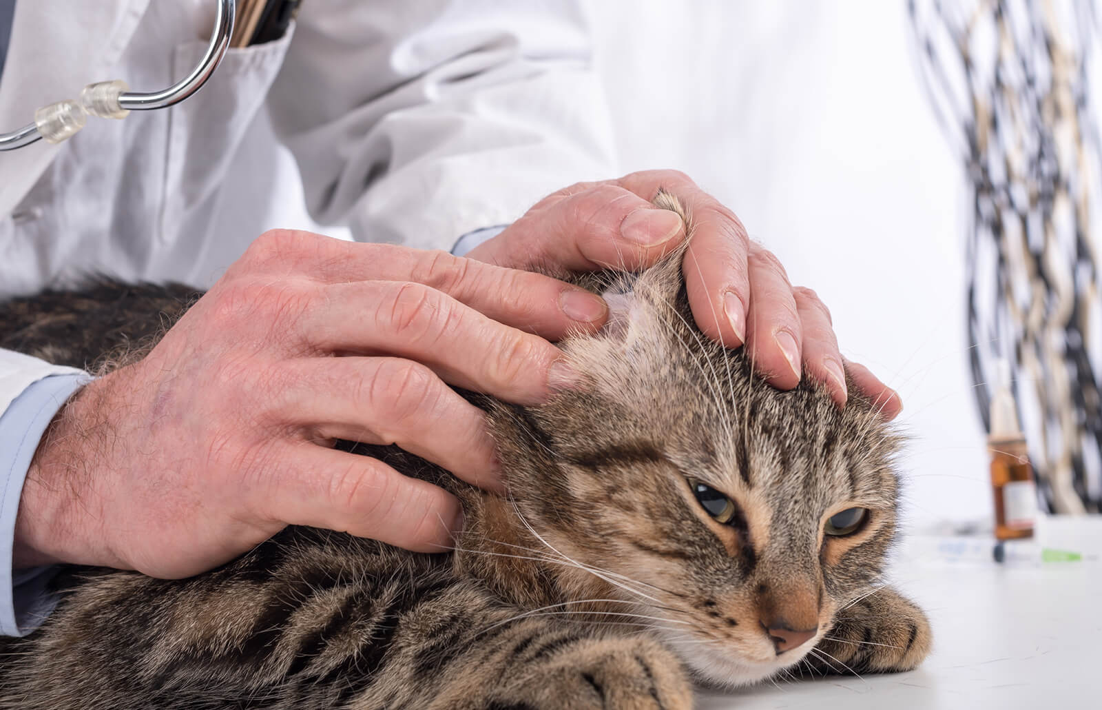 Por qué mi gato tiene los oídos sucios