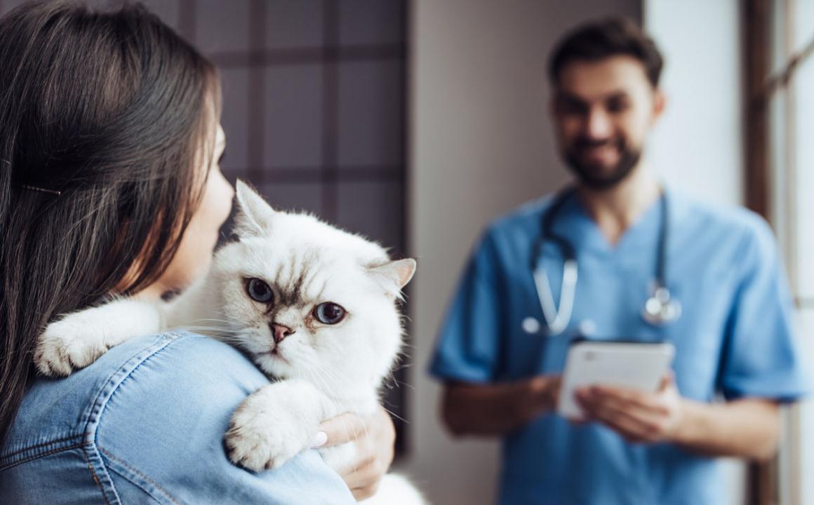Por qué mi gato sacude la cabeza