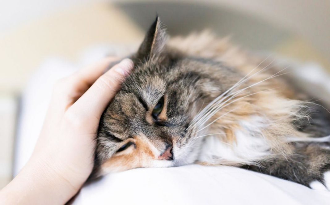 Evitar Que Mi Gato Suelte Tanto Pelo