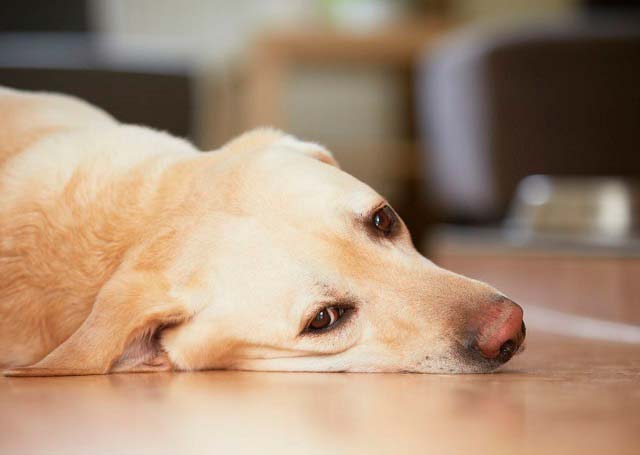 Cachorro con diarrea, qué hacer, qué darle