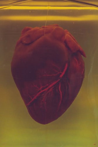 cardiovascular