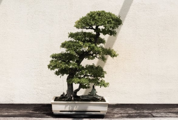 bonsai