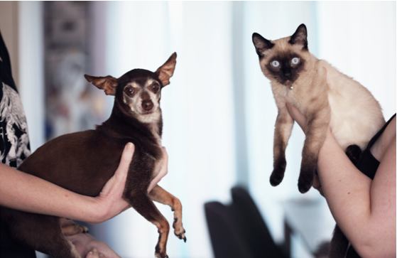 gatos y perros