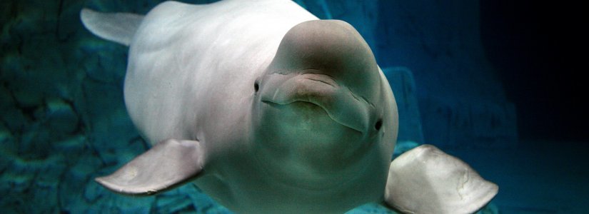 beluga