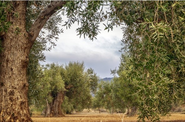 olivos sostenibles