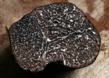 trufa negra