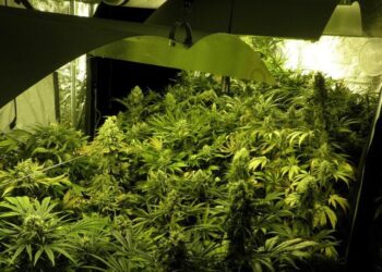 cultivo interior