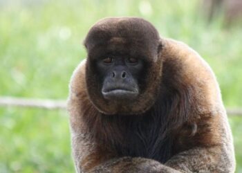 derechos a animales salvajes