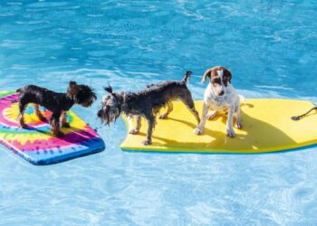 mansion para perros