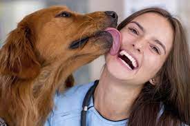 perros
