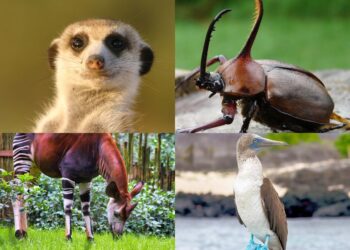 ¿Animales curiosos?
