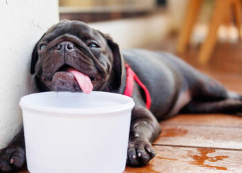 Golpe de calor en perros
