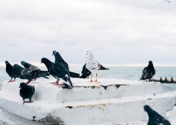 sistemas antipájaros