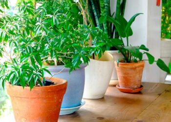 Plantas-que-absorben-el-calor