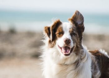 Border collie marron
