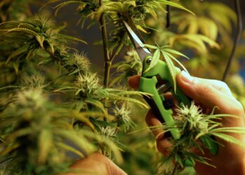 Consejos básicos para el cultivo de marihuana en interior