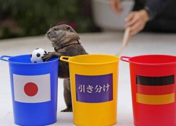 Mundial: los psíquicos animales regresan a Qatar 2022
