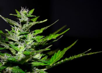 Qué es el CBD y para qué sirve como tratamiento terapéutico