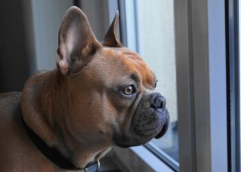 Bulldog frances mirando por la ventana