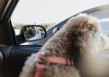 aceite cbd para perros