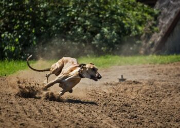 Galgo corriendo