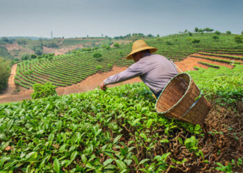Beneficios de la Agricultura Orgánica para el Medio Ambiente