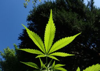 Fumar CBD: guía y consejos para una experiencia óptima