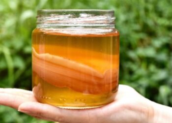 kambucha