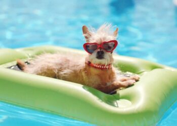 albercas para perros en cancun