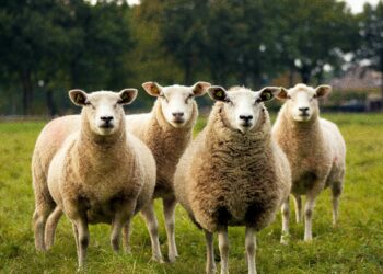 Identificación de Animales de Granja: Un Elemento Clave para la Gestión Eficiente