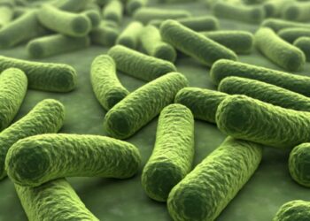 Descubre los mejores alimentos con prebióticos para una salud digestiva óptima