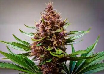 Empire Seeds Bank: La revolución en semillas de marihuana Premium