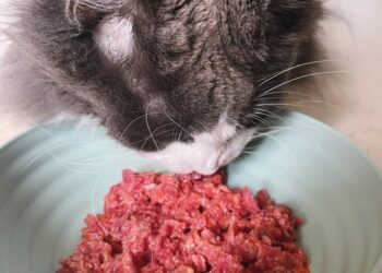 Dieta BARF para gatos
