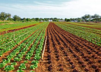 Agricultura Sostenible en España: ¿Estamos Avanzando lo Suficiente?