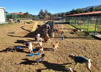 Cómo preparar a tu perro o gato para una estancia en guardería: consejos prácticos
